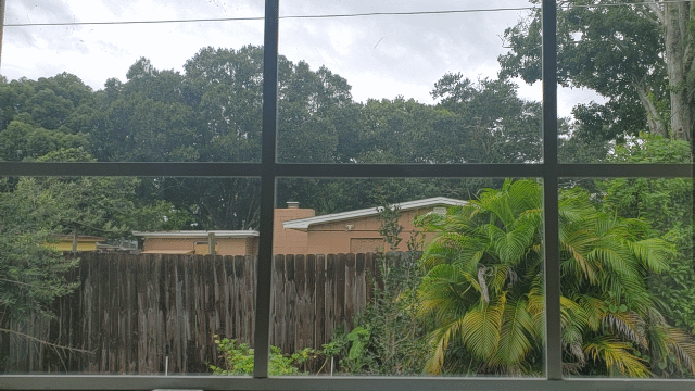 Wind blowing through trees on a cloudy September day in east Orange County, Florida